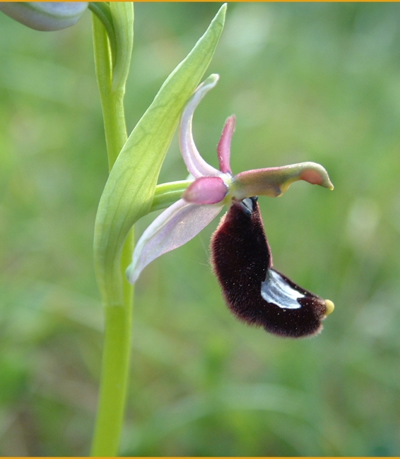 Ophrys bertolonii